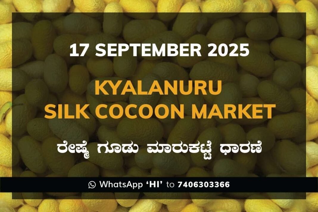 Kyalanur Government Silk Cocoon Market Daily Rate Report ಕ್ಯಾಲನೂರು ರೇಷ್ಮೆ ಗೂಡು ಮಾರುಕಟ್ಟೆ ಧಾರಣೆ