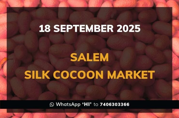 Salem Government Silk Cocoon Market Daily Rate Report