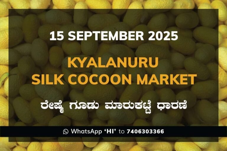 Kyalanur Government Silk Cocoon Market Daily Rate Report ಕ್ಯಾಲನೂರು ರೇಷ್ಮೆ ಗೂಡು ಮಾರುಕಟ್ಟೆ ಧಾರಣೆ