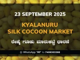 Kyalanur Government Silk Cocoon Market Daily Rate Report ಕ್ಯಾಲನೂರು ರೇಷ್ಮೆ ಗೂಡು ಮಾರುಕಟ್ಟೆ ಧಾರಣೆ