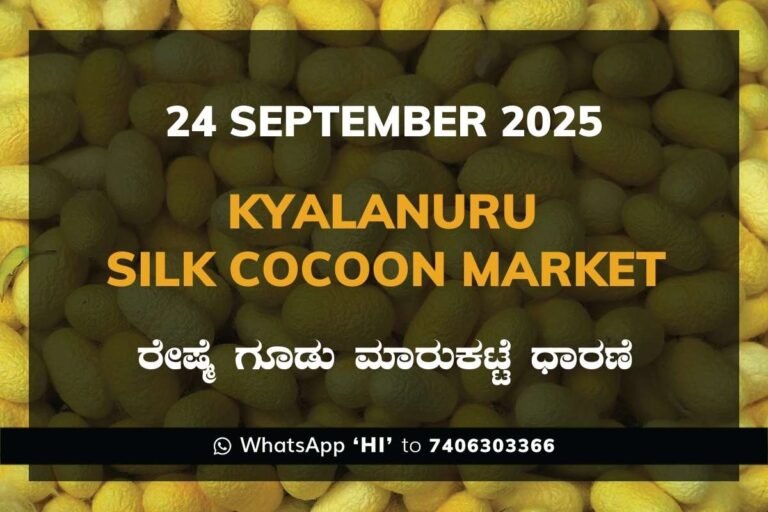 Kyalanur Government Silk Cocoon Market Daily Rate Report ಕ್ಯಾಲನೂರು ರೇಷ್ಮೆ ಗೂಡು ಮಾರುಕಟ್ಟೆ ಧಾರಣೆ