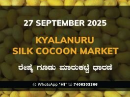 Kyalanur Government Silk Cocoon Market Daily Rate Report ಕ್ಯಾಲನೂರು ರೇಷ್ಮೆ ಗೂಡು ಮಾರುಕಟ್ಟೆ ಧಾರಣೆ