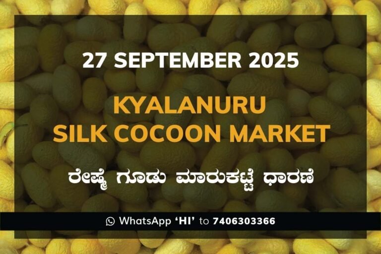 Kyalanur Government Silk Cocoon Market Daily Rate Report ಕ್ಯಾಲನೂರು ರೇಷ್ಮೆ ಗೂಡು ಮಾರುಕಟ್ಟೆ ಧಾರಣೆ