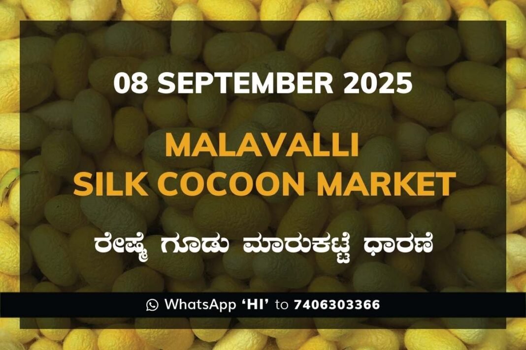 Malavalli Silk Cocoon Market Price Rate ಮಳವಳ್ಳಿ ರೇಷ್ಮೆ ಗೂಡು ಮಾರುಕಟ್ಟೆ ಧಾರಣೆ