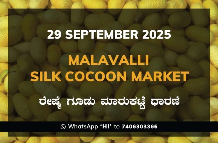 Malavalli Silk Cocoon Market Price Rate ಮಳವಳ್ಳಿ ರೇಷ್ಮೆ ಗೂಡು ಮಾರುಕಟ್ಟೆ ಧಾರಣೆ