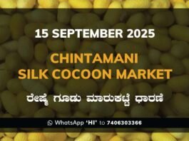 Chintamani Government Silk Cocoon Market Daily Rate Report ಚಿಂತಾಮಣಿ ರೇಷ್ಮೆ ಗೂಡು ಮಾರುಕಟ್ಟೆ ಧಾರಣೆ