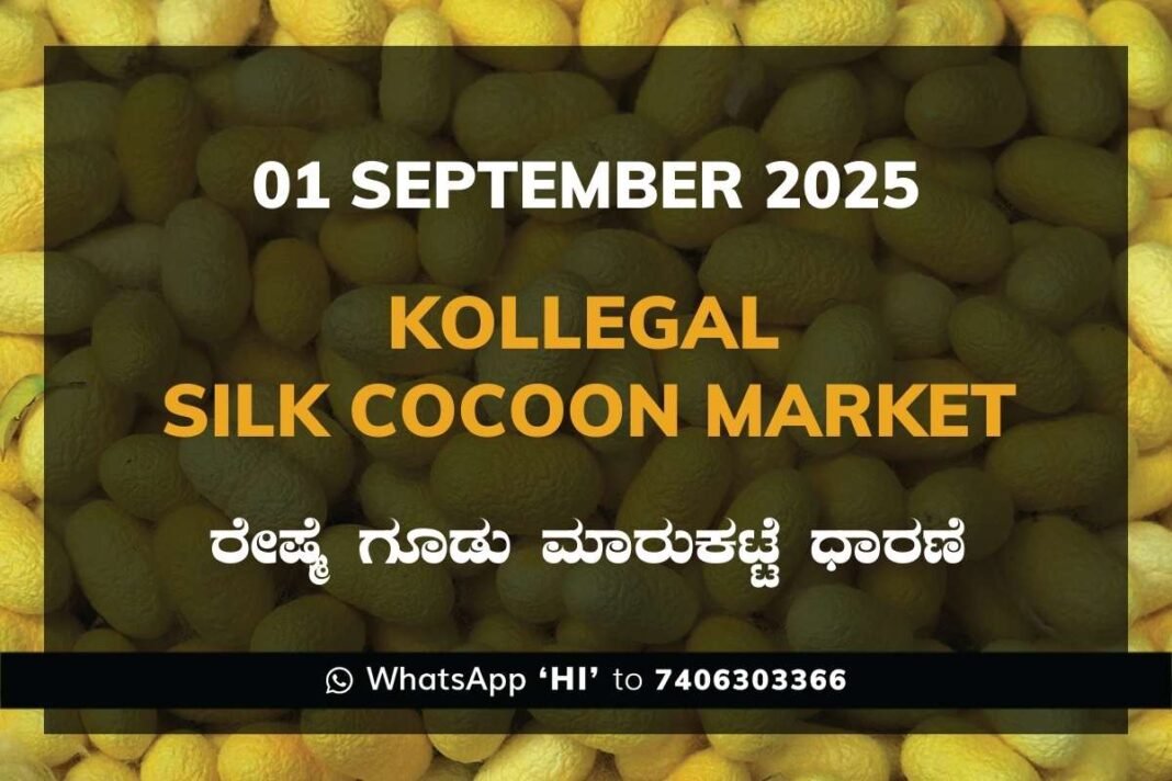 Kollegal Silk Cocoon Market Price Rate ಕೊಳ್ಳೇಗಾಲ ರೇಷ್ಮೆ ಗೂಡು ಮಾರುಕಟ್ಟೆ ಧಾರಣೆ