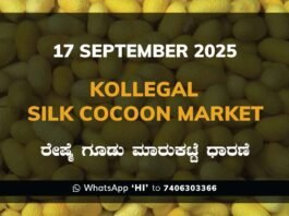 Kollegal Silk Cocoon Market Price Rate ಕೊಳ್ಳೇಗಾಲ ರೇಷ್ಮೆ ಗೂಡು ಮಾರುಕಟ್ಟೆ ಧಾರಣೆ