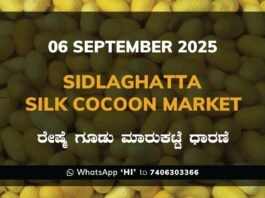 Sidlaghatta Government Silk Cocoon Market Daily Rate Report ಶಿಡ್ಲಘಟ್ಟ ರೇಷ್ಮೆ ಗೂಡು ಮಾರುಕಟ್ಟೆ ಧಾರಣೆ