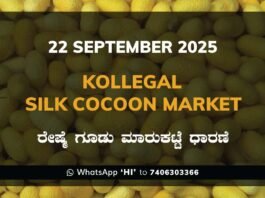 Kollegal Silk Cocoon Market Price Rate ಕೊಳ್ಳೇಗಾಲ ರೇಷ್ಮೆ ಗೂಡು ಮಾರುಕಟ್ಟೆ ಧಾರಣೆ
