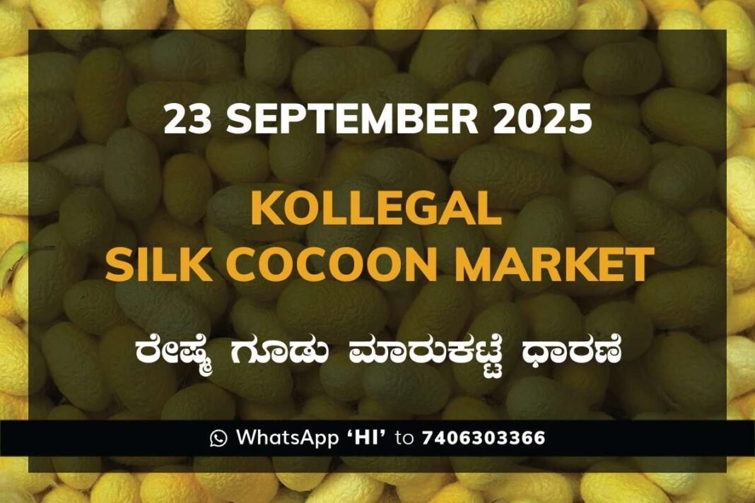 Kollegal Silk Cocoon Market Price Rate ಕೊಳ್ಳೇಗಾಲ ರೇಷ್ಮೆ ಗೂಡು ಮಾರುಕಟ್ಟೆ ಧಾರಣೆ