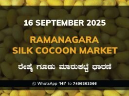 Ramanagara Silk Cocoon Market ರಾಮನಗರ ರೇಷ್ಮೆ ಗೂಡು ಮಾರುಕಟ್ಟೆ ಧಾರಣೆ