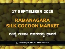 Ramanagara Silk Cocoon Market ರಾಮನಗರ ರೇಷ್ಮೆ ಗೂಡು ಮಾರುಕಟ್ಟೆ ಧಾರಣೆ