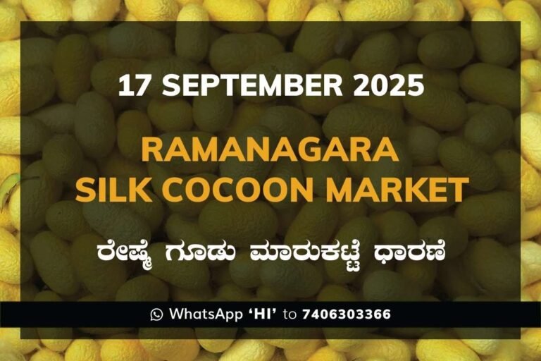 Ramanagara Silk Cocoon Market ರಾಮನಗರ ರೇಷ್ಮೆ ಗೂಡು ಮಾರುಕಟ್ಟೆ ಧಾರಣೆ