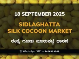 Sidlaghatta Government Silk Cocoon Market Daily Rate Report ಶಿಡ್ಲಘಟ್ಟ ರೇಷ್ಮೆ ಗೂಡು ಮಾರುಕಟ್ಟೆ ಧಾರಣೆ