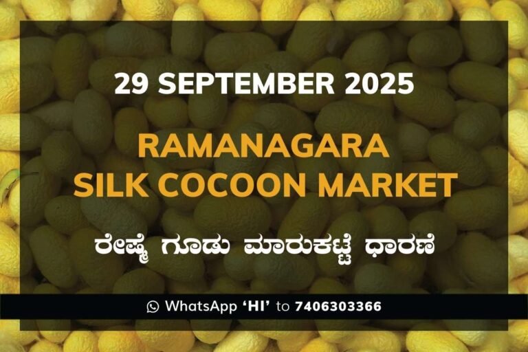 Ramanagara Silk Cocoon Market ರಾಮನಗರ ರೇಷ್ಮೆ ಗೂಡು ಮಾರುಕಟ್ಟೆ ಧಾರಣೆ