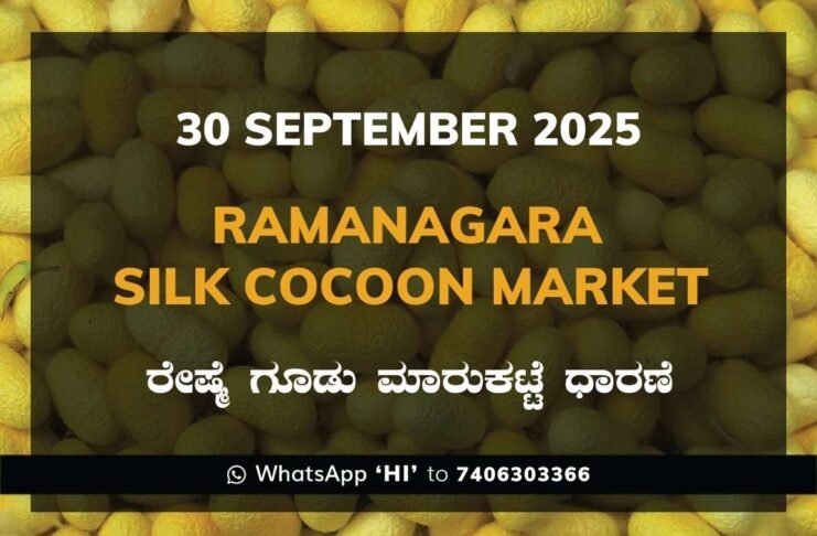 Ramanagara Silk Cocoon Market ರಾಮನಗರ ರೇಷ್ಮೆ ಗೂಡು ಮಾರುಕಟ್ಟೆ ಧಾರಣೆ