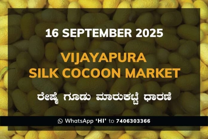 Vijayapura Government Silk Cocoon Market Daily Rate Report ವಿಜಯಪುರ ರೇಷ್ಮೆ ಗೂಡು ಮಾರುಕಟ್ಟೆ ಧಾರಣೆ