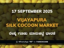 Vijayapura Government Silk Cocoon Market Daily Rate Report ವಿಜಯಪುರ ರೇಷ್ಮೆ ಗೂಡು ಮಾರುಕಟ್ಟೆ ಧಾರಣೆ