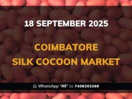 Coimbatore Silk Cocoon Market: 18 September 2025 Coimbatore Government Silk Cocoon Market Daily Rate Report