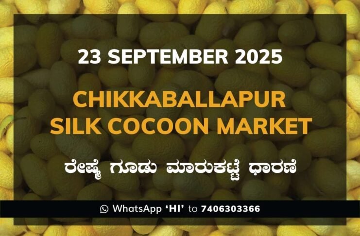 Chikkaballapur Government Silk Cocoon Market Daily Rate Report ಚಿಕ್ಕಬಳ್ಳಾಪುರ ರೇಷ್ಮೆ ಗೂಡು ಮಾರುಕಟ್ಟೆ ಧಾರಣೆ