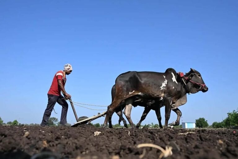 Gadag farmers