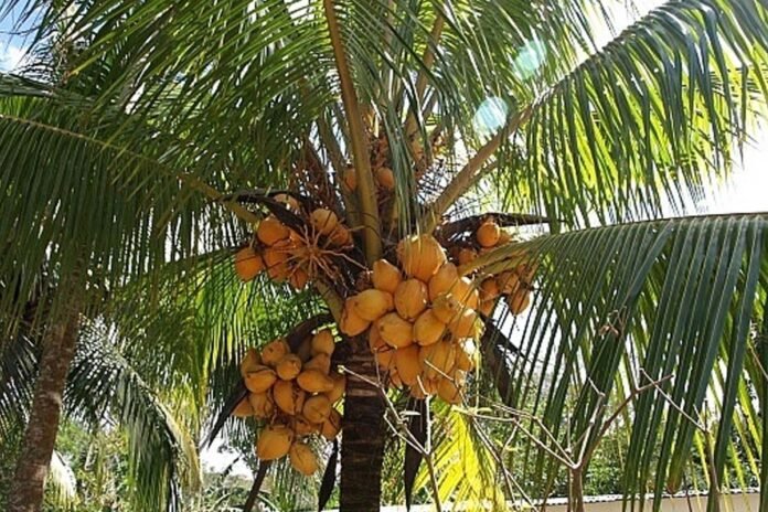 World Coconut Day World Coconut Day