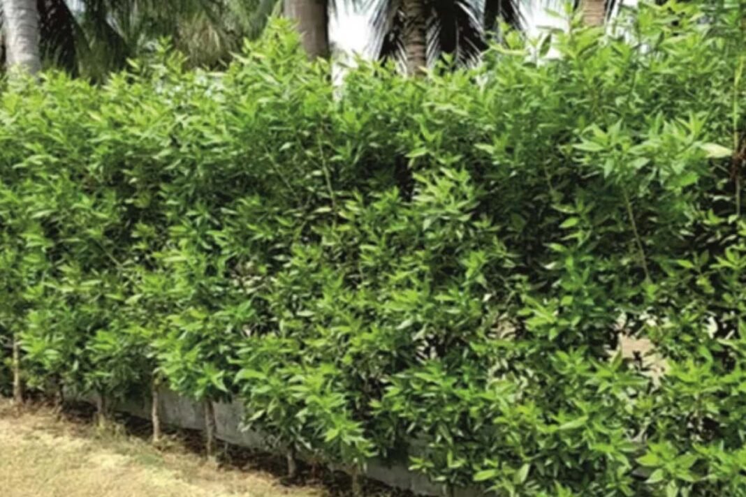 BBMP decides to cut Conocarpus plants