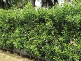 BBMP ನೆಟ್ಟ ಕೊನೊಕಾರ್ಪಸ್ ಗಿಡಗಳ ಕತ್ತರಿಸುವ ನಿರ್ಧಾರ BBMP decides to cut Conocarpus plants