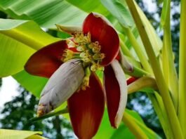 Banana flowers