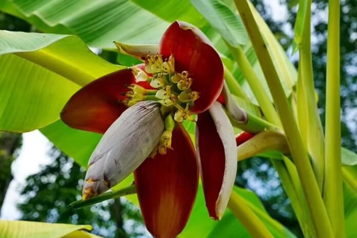 Banana flowers