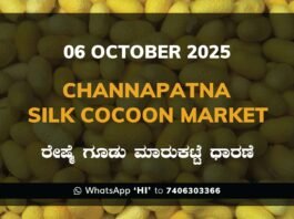 Channapatna Silk Cocoon Market Price Rate ಚನ್ನಪಟ್ಟಣ ರೇಷ್ಮೆ ಗೂಡು ಮಾರುಕಟ್ಟೆ ಧಾರಣೆ