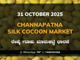 Channapatna Silk Cocoon Market: 31 October 2025 Channapatna Silk Cocoon Market Price Rate ಚನ್ನಪಟ್ಟಣ ರೇಷ್ಮೆ ಗೂಡು ಮಾರುಕಟ್ಟೆ ಧಾರಣೆ