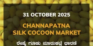Channapatna Silk Cocoon Market: 31 October 2025 Channapatna Silk Cocoon Market Price Rate ಚನ್ನಪಟ್ಟಣ ರೇಷ್ಮೆ ಗೂಡು ಮಾರುಕಟ್ಟೆ ಧಾರಣೆ