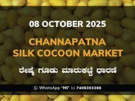 Channapatna Silk Cocoon Market Price Rate ಚನ್ನಪಟ್ಟಣ ರೇಷ್ಮೆ ಗೂಡು ಮಾರುಕಟ್ಟೆ ಧಾರಣೆ