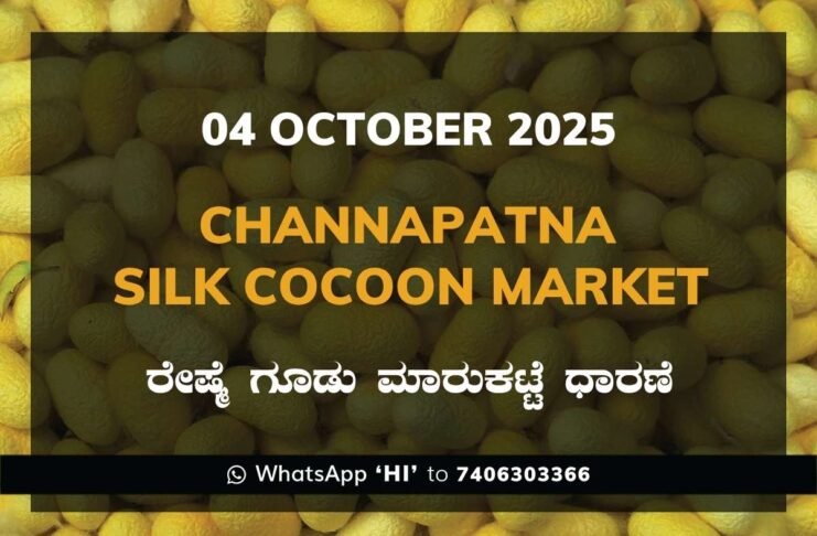 Channapatna Silk Cocoon Market Price Rate ಚನ್ನಪಟ್ಟಣ ರೇಷ್ಮೆ ಗೂಡು ಮಾರುಕಟ್ಟೆ ಧಾರಣೆ