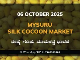Mysuru Government Silk Cocoon Market Daily Rate Report ಮೈಸೂರು ರೇಷ್ಮೆ ಗೂಡು ಮಾರುಕಟ್ಟೆ ಧಾರಣೆ