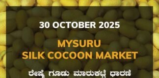 Mysuru Silk Cocoon Market: 30 October 2025 Mysuru Government Silk Cocoon Market Daily Rate Report ಮೈಸೂರು ರೇಷ್ಮೆ ಗೂಡು ಮಾರುಕಟ್ಟೆ ಧಾರಣೆ