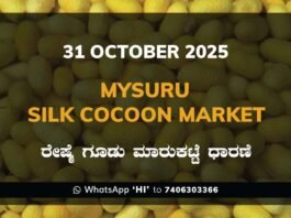 Mysuru Silk Cocoon Market: 31 October 2025 Mysuru Government Silk Cocoon Market Daily Rate Report ಮೈಸೂರು ರೇಷ್ಮೆ ಗೂಡು ಮಾರುಕಟ್ಟೆ ಧಾರಣೆ