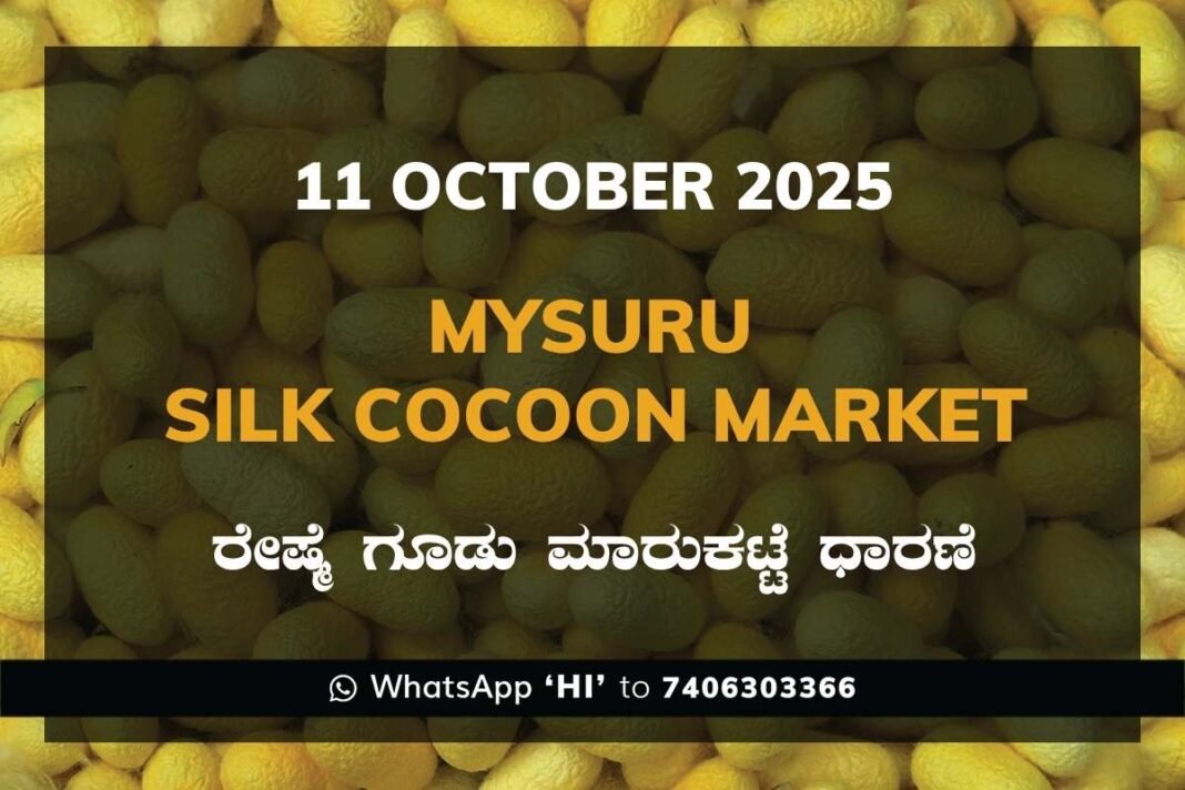Mysuru Government Silk Cocoon Market Daily Rate Report ಮೈಸೂರು ರೇಷ್ಮೆ ಗೂಡು ಮಾರುಕಟ್ಟೆ ಧಾರಣೆ