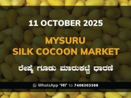 Mysuru Government Silk Cocoon Market Daily Rate Report ಮೈಸೂರು ರೇಷ್ಮೆ ಗೂಡು ಮಾರುಕಟ್ಟೆ ಧಾರಣೆ