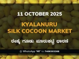 Kyalanur Government Silk Cocoon Market Daily Rate Report ಕ್ಯಾಲನೂರು ರೇಷ್ಮೆ ಗೂಡು ಮಾರುಕಟ್ಟೆ ಧಾರಣೆ