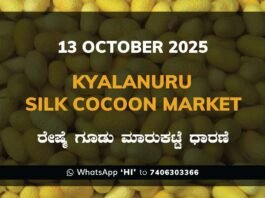 Kyalanur Government Silk Cocoon Market Daily Rate Report ಕ್ಯಾಲನೂರು ರೇಷ್ಮೆ ಗೂಡು ಮಾರುಕಟ್ಟೆ ಧಾರಣೆ