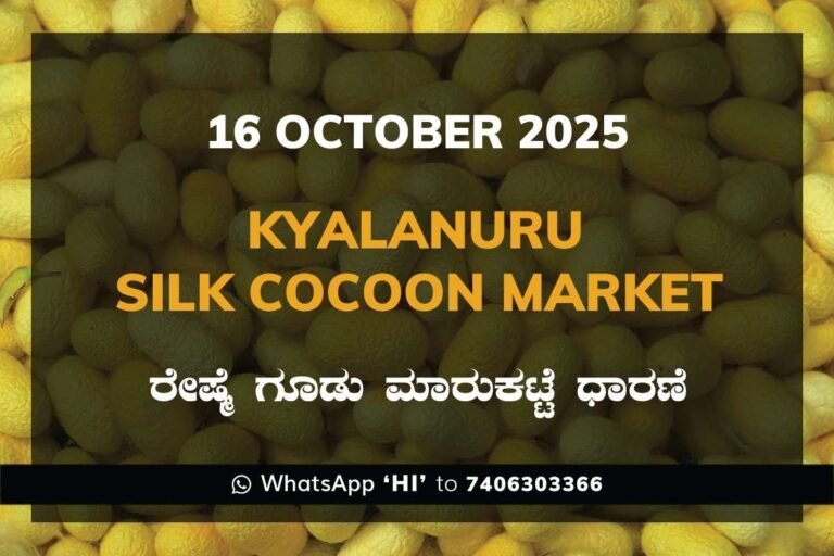 Kyalanur Government Silk Cocoon Market Daily Rate Report ಕ್ಯಾಲನೂರು ರೇಷ್ಮೆ ಗೂಡು ಮಾರುಕಟ್ಟೆ ಧಾರಣೆ
