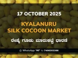 Kyalanur Government Silk Cocoon Market Daily Rate Report ಕ್ಯಾಲನೂರು ರೇಷ್ಮೆ ಗೂಡು ಮಾರುಕಟ್ಟೆ ಧಾರಣೆ