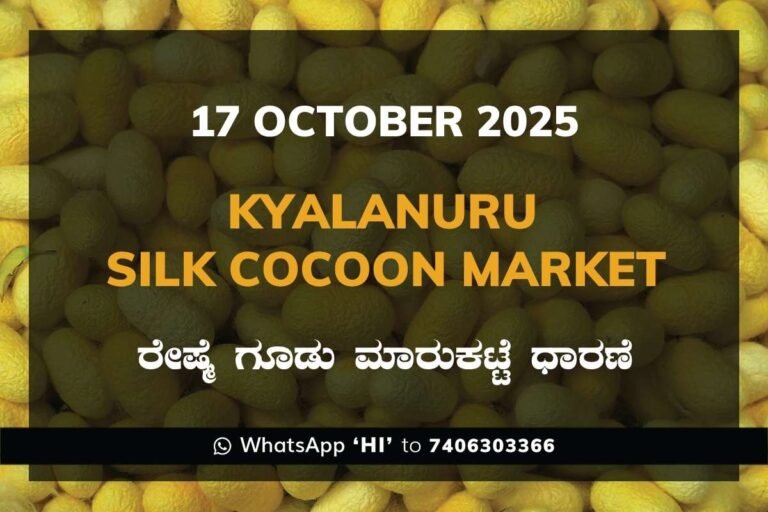 Kyalanur Government Silk Cocoon Market Daily Rate Report ಕ್ಯಾಲನೂರು ರೇಷ್ಮೆ ಗೂಡು ಮಾರುಕಟ್ಟೆ ಧಾರಣೆ