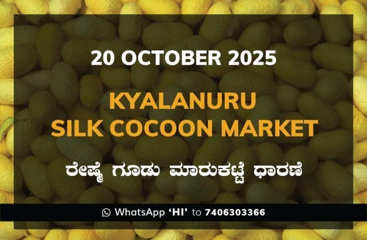Kyalanur Government Silk Cocoon Market Daily Rate Report ಕ್ಯಾಲನೂರು ರೇಷ್ಮೆ ಗೂಡು ಮಾರುಕಟ್ಟೆ ಧಾರಣೆ