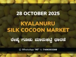 Kyalanur Silk Cocoon Market: 28 October 2025 Kyalanur Government Silk Cocoon Market Daily Rate Report ಕ್ಯಾಲನೂರು ರೇಷ್ಮೆ ಗೂಡು ಮಾರುಕಟ್ಟೆ ಧಾರಣೆ