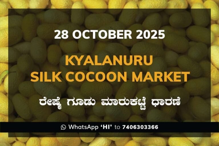 Kyalanur Government Silk Cocoon Market Daily Rate Report ಕ್ಯಾಲನೂರು ರೇಷ್ಮೆ ಗೂಡು ಮಾರುಕಟ್ಟೆ ಧಾರಣೆ