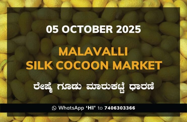 Malavalli Silk Cocoon Market Price Rate ಮಳವಳ್ಳಿ ರೇಷ್ಮೆ ಗೂಡು ಮಾರುಕಟ್ಟೆ ಧಾರಣೆ